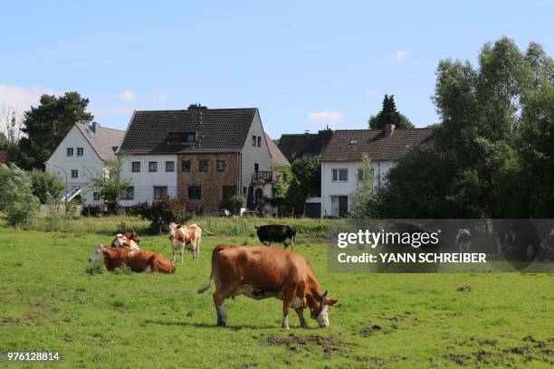 Cows are pictured near Aachen, western Germany, on June 15, 2018.