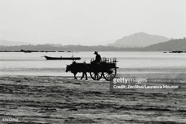 myanmar (burma), ngapali beach ox cart - cultura rakhine fotografías e imágenes de stock