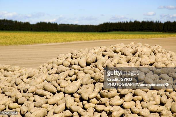 potatoes in pile beside field, tokachi, hokkaido, japan - hokkaido potato stock pictures, royalty-free photos & images