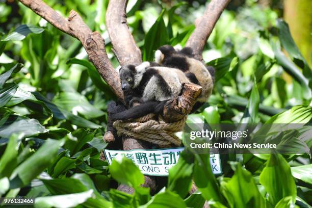 New-born lemur variegatus triplets meet public at Chimelong Safari Park on June 16, 2018 in Guangzhou, Guangdong Province of China. The lemur...