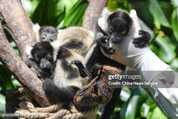 New-born lemur variegatus triplets meet public at Chimelong Safari Park on June 16, 2018 in Guangzhou, Guangdong Province of China. The lemur...