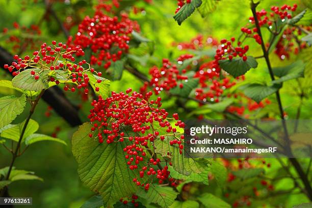 linden arrowwood berries - arrowwood 個照片及圖片檔