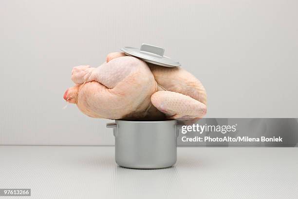 food concept, raw whole chicken atop too small pot - loose stock-fotos und bilder