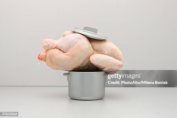 food concept, raw whole chicken atop too small pot - eccesso foto e immagini stock