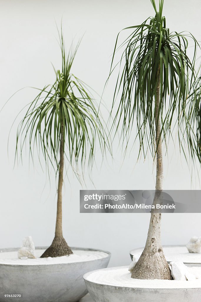Potted Ponytail Palms (Beaucarnea recurvata)