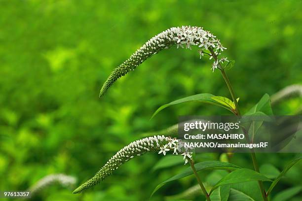 gooseneck loosestrife - loosestrife stock pictures, royalty-free photos & images