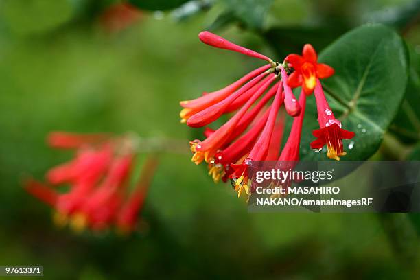 trumpet honeysuckle - arrowwood 個照片及圖片檔