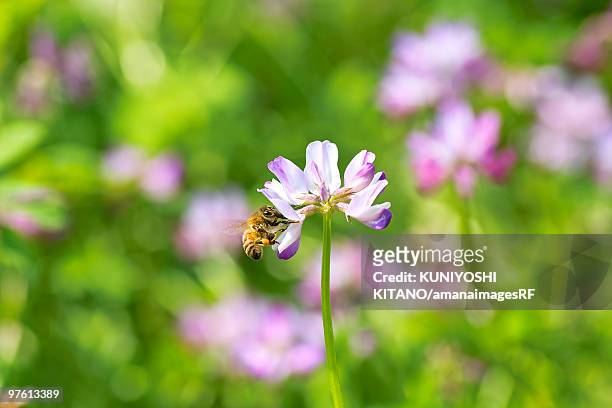 honeybee feeding on chinese milk vetch - astragalus stock pictures, royalty-free photos & images