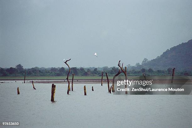 landscape with dead trees standing in lake and egrets, sri lanka - chicot arbre photos et images de collection