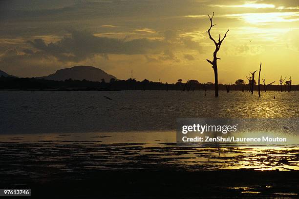 dead trees standing in lake, silhouetted against golden sky, sri lanka - chicot arbre photos et images de collection