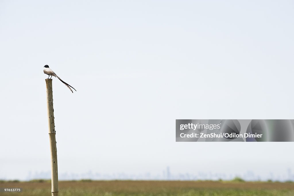 Bird perched on wooden post