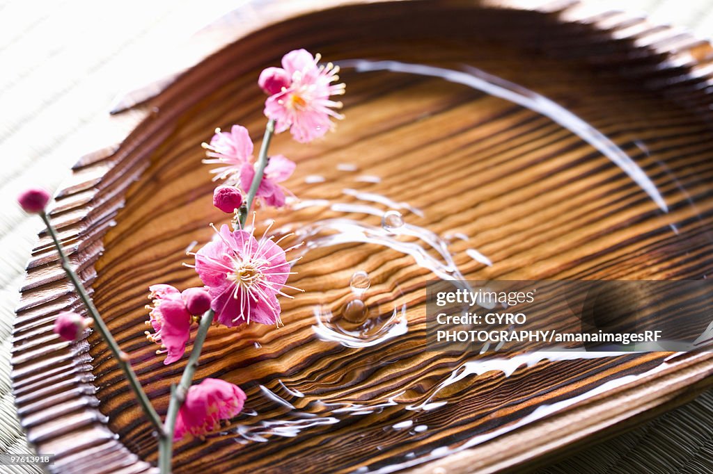 Plum blossoms in a wooden bowl