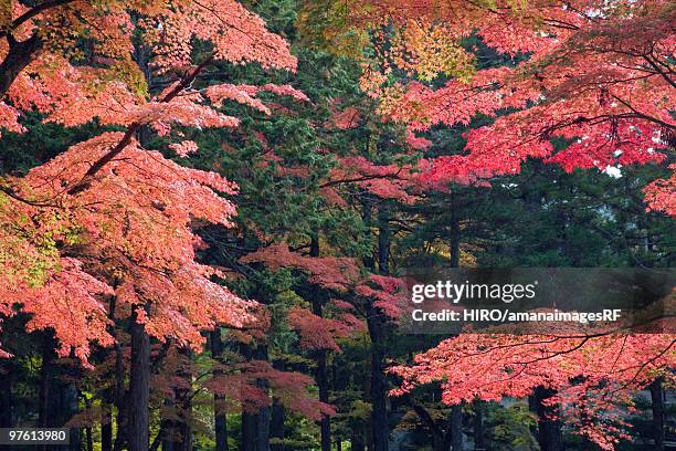 autumn trees. koya, wakayama prefecture, japan - autumnal forest trees japan stockfoto's en -beelden