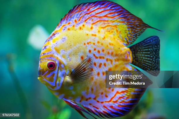 multicolored discus (symphysodon) fish, phoenix, arizona, usa - symphysodon stock pictures, royalty-free photos & images