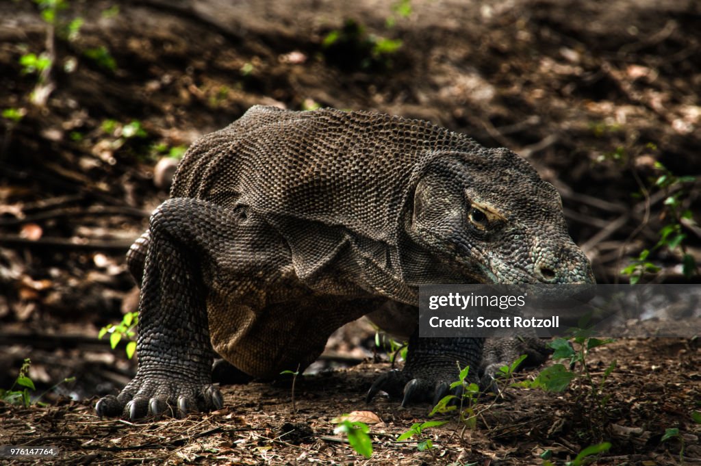 Cautious - Rinca Island, Indonesia