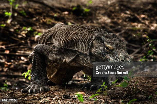 cautious - rinca island, indonesia - rinca island stock pictures, royalty-free photos & images