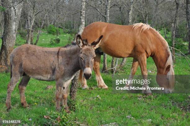asino e cavallo - cavalo stock pictures, royalty-free photos & images