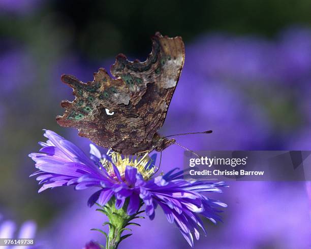 comma butterfly on a michaelmas daisy - comma butterfly stock pictures, royalty-free photos & images