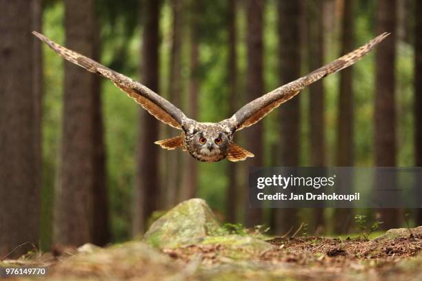 flying eurasian eagle-owl (bubo bubo) - buboes stock pictures, royalty-free photos & images