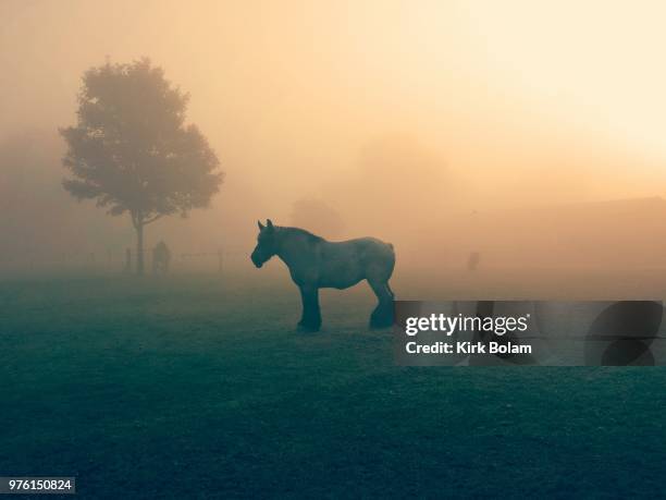horse in the mist - shire horse stock pictures, royalty-free photos & images