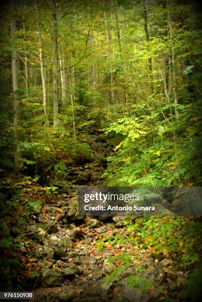 linderhof forest - linderhof stock pictures, royalty-free photos & images