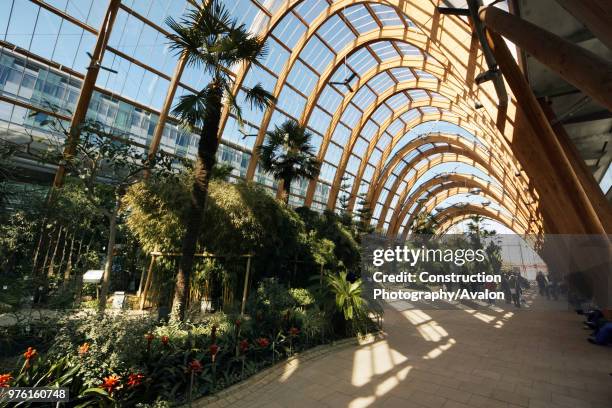 Winter Garden, Sheffield, Yorkshire and Humber region, England.