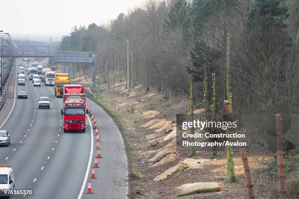 Stripped tree trunks during M1 widening programme between junctions 25 and 28, Nottinghamshire, UK.