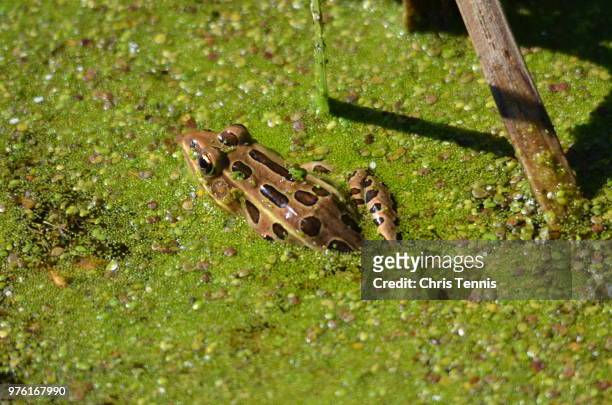 leopard frog at horicon - leopard frog bildbanksfoton och bilder