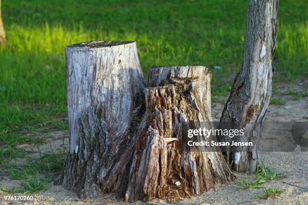 tree stump - parking log stock pictures, royalty-free photos & images