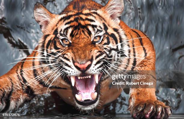 portrait of angry tiger, jakarta, indonesia - tiger fotografías e imágenes de stock