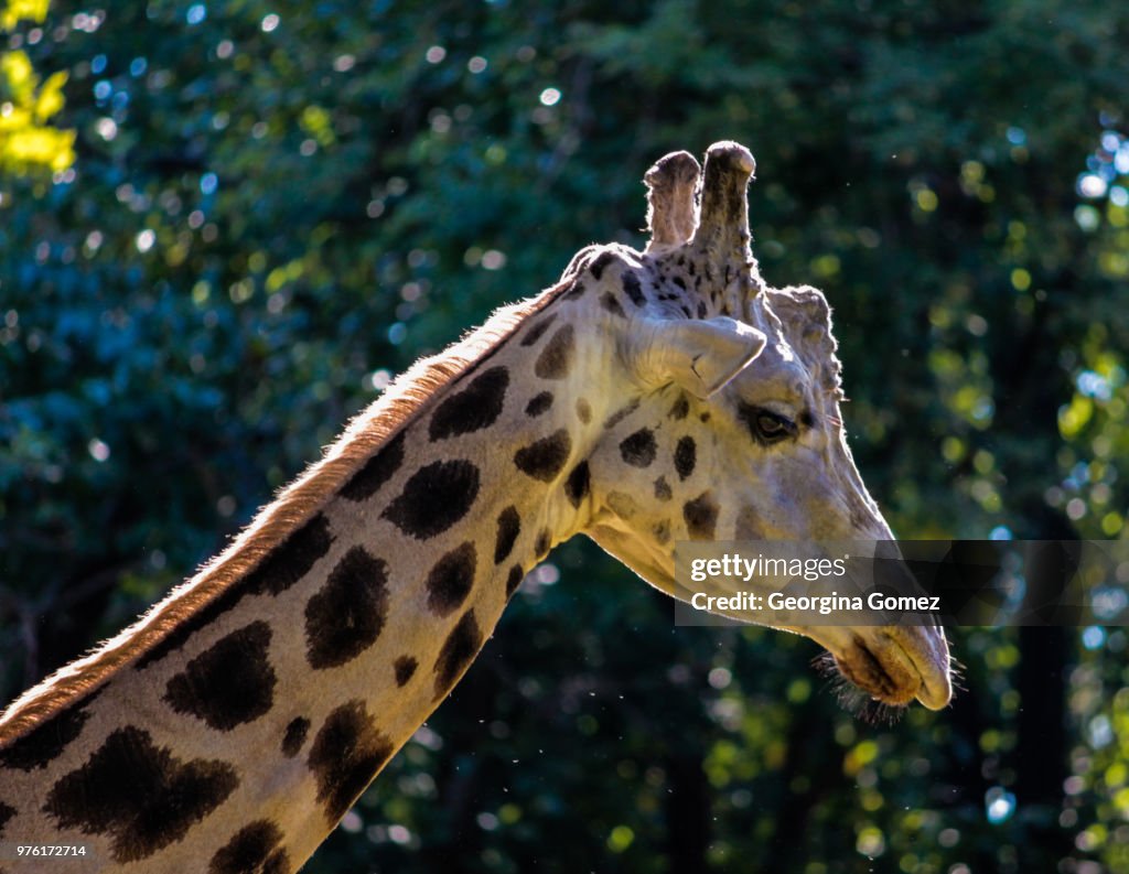 Giraffe Portrait