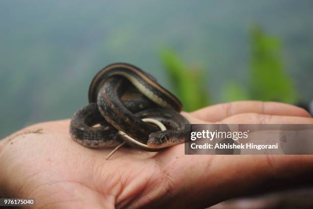19 Serpant Stock Photos High Res Pictures and Images Getty Images