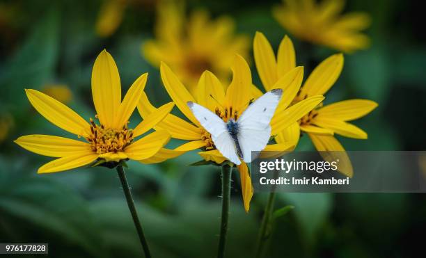 white butterfly - kambiri stock pictures, royalty-free photos & images