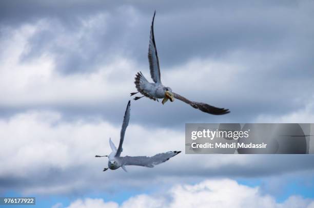 mid-air dogfight - dogfight stock pictures, royalty-free photos & images