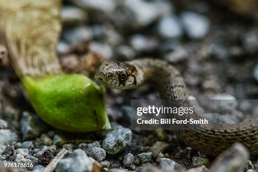Charming tiny snake Charming tiny snake