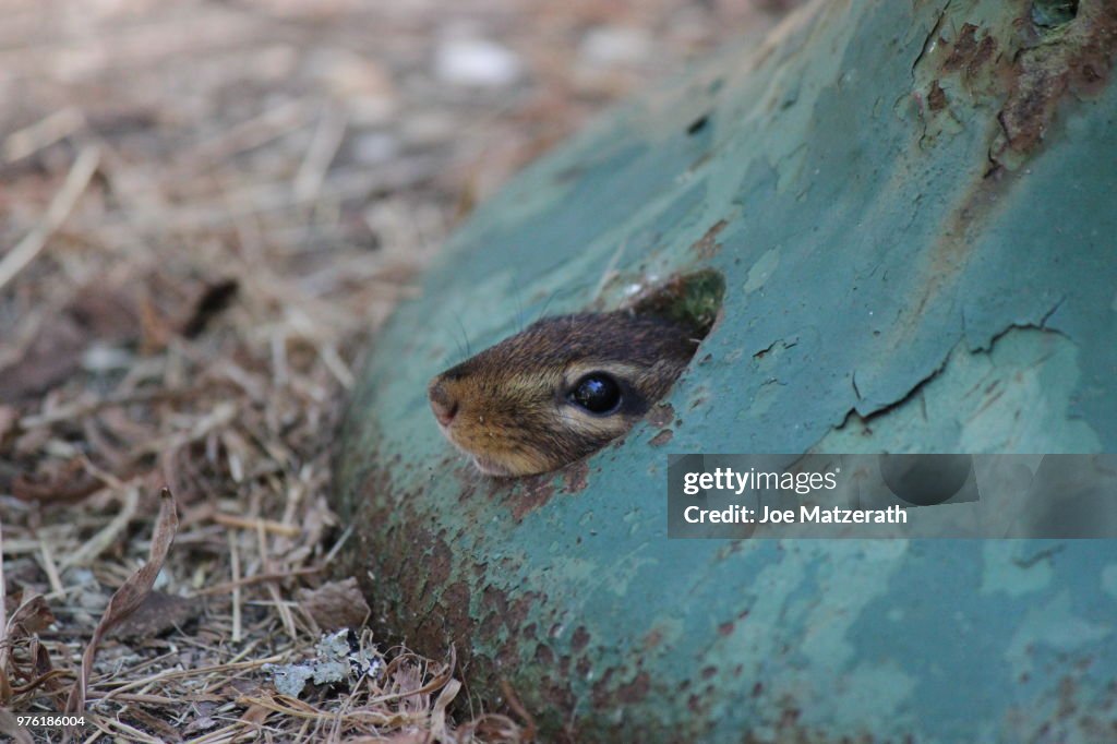 Hidden Chipmunk