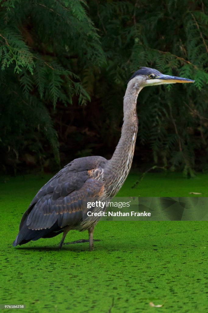 Great Blue Heron