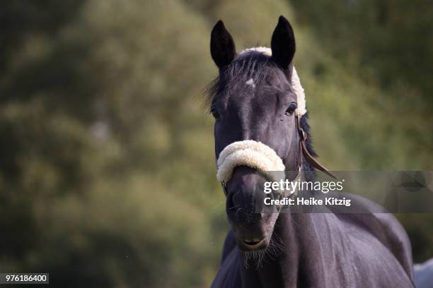 pferd im schwenninger moos - pferd stockfoto's en -beelden