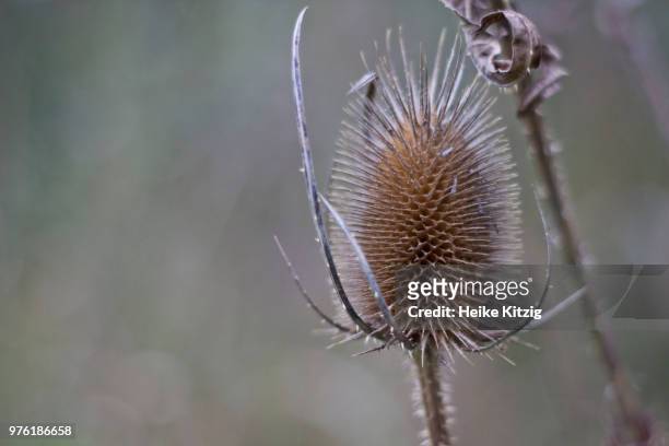 herbstpflanze distel - distel stock pictures, royalty-free photos & images