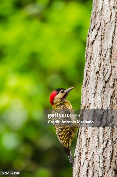 green-barred woodpecker (colaptes melanochloros) on tree, goiania, brazil - goiania fotografías e imágenes de stock