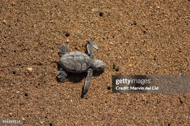 green turtle / chelonia mydas - turtle shell top view stock pictures, royalty-free photos & images