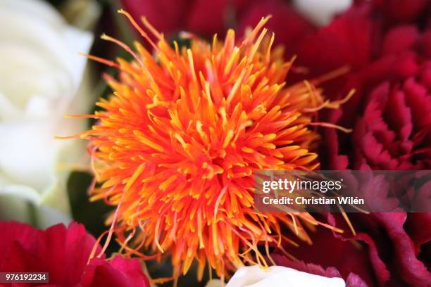 orange blomma - blomma stock pictures, royalty-free photos & images