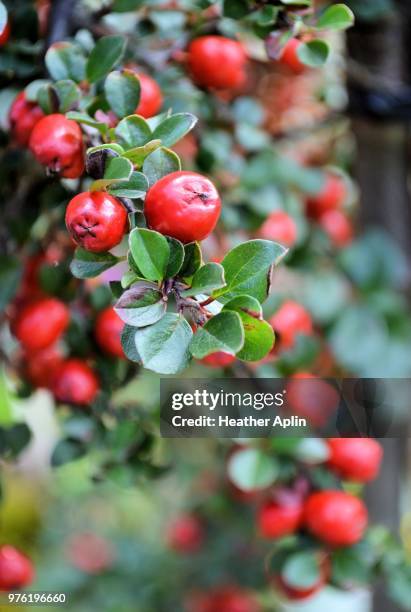 autumn berries - bearberry stock pictures, royalty-free photos & images