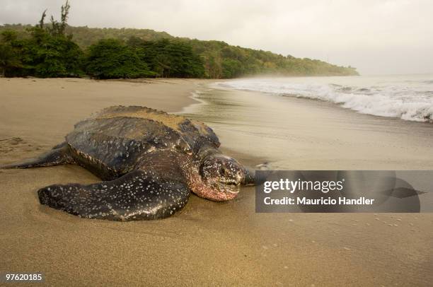 matura, trinidad, west indies. - leatherback turtle stock pictures, royalty-free photos & images