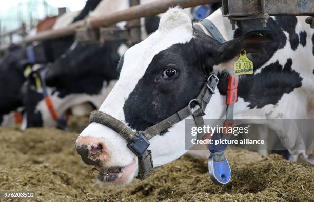 June 2018, Germany, Dummerstorf: A dairy cow with a collar and a transponder is in a barn at Dummerstorf estate. Amongst others, the transponders...