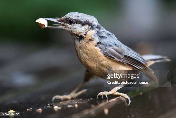 June 2018, Germany, Dresden: A nuthatch sits on a bench with a piece of pistachio in its beak at the Großer Garten park. Photo: Monika...