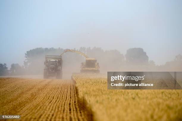 June 2018, Germany, Poemmelte: Workers havest triticale with their agricultural machines. Triticale is a hybrid of wheat and rye which combines the...