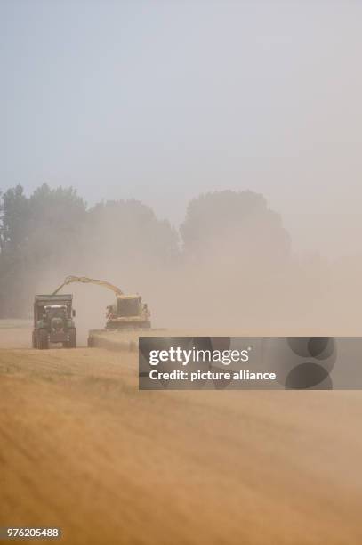 June 2018, Germany, Poemmelte: Workers havest triticale with their agricultural machines. Triticale is a hybrid of wheat and rye which combines the...