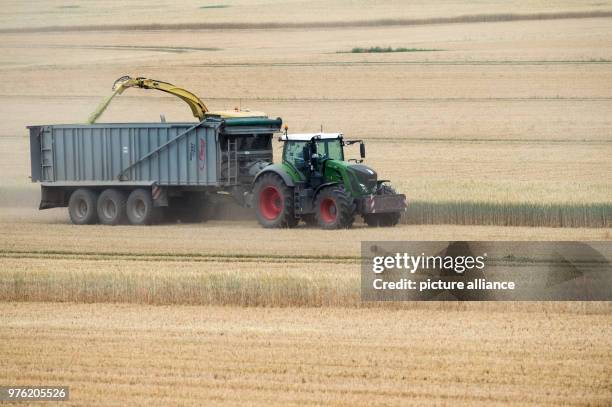 June 2018, Germany, Poemmelte: Workers havest triticale with their agricultural machines. Triticale is a hybrid of wheat and rye which combines the...