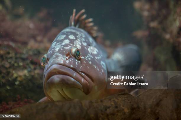 83 Grumpy Fish Stock Photos, High-Res Pictures, and Images - Getty Images